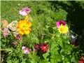 cosmos